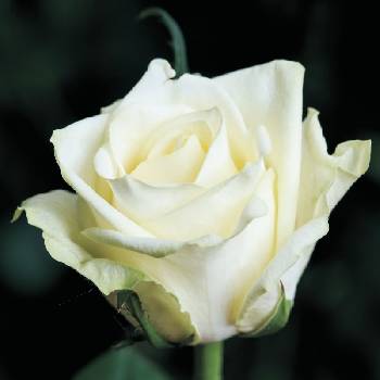 Роза чайно-гибридная ‘White Naomi’ 